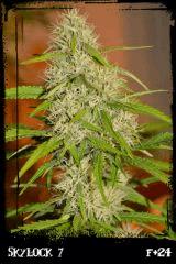 Sl7 F24