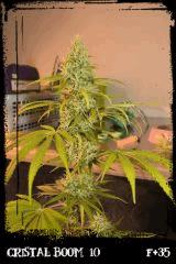 cb10 Wh