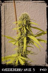cbh5 F60