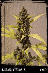Kf8 F60