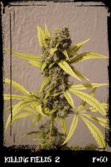 Kf2 F60