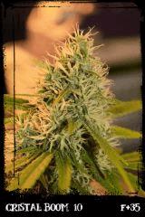 cb10  Wh B