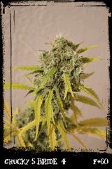 csb4 F60