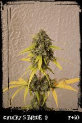 csb9 F60