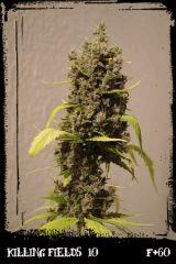 kf10 F60