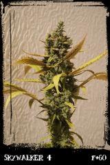 Sw4 F60