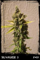 Sw9 F60
