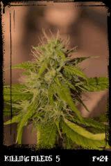 Kf5 green B