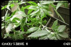 csb4 Pm Gp C23