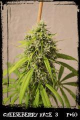 cbh3 60