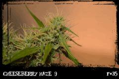 cbh9 sati B