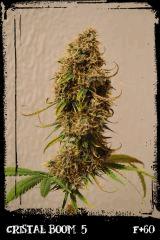 Cb5 F60