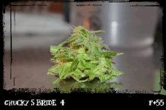 csb4 F55