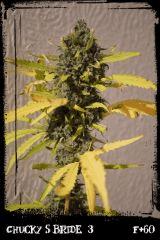 csb3 F60