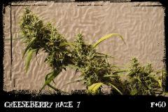 cbh7 F60