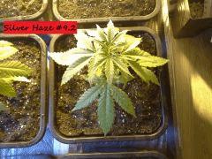 JDC Multi-Scrog C+21