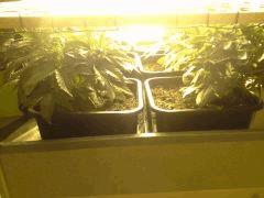 JDC Multi-Scrog C+32