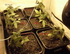 JDC Multi-Scrog C+21