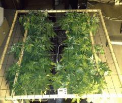 JDC Multi-Scrog C+48