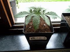 JDC Multi-Scrog C+15