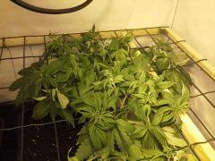 JDC Multi-Scrog C+48