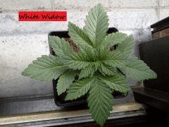JDC Multi-Scrog C+15