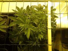 JDC Multi-Scrog C+32