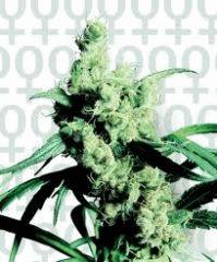 Silver Haze #9 - Sensi Seeds
