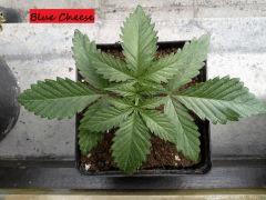 JDC Multi-Scrog C+15