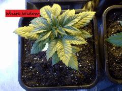 JDC Multi-Scrog C+21