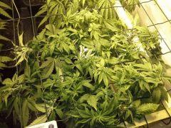 JDC Multi-Scrog C+48