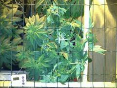 JDC Multi-Scrog C+40