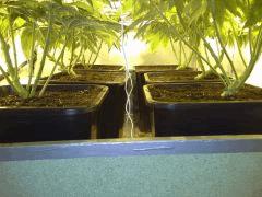 JDC Multi-Scrog C+48