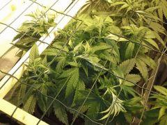 JDC Multi-Scrog C+48