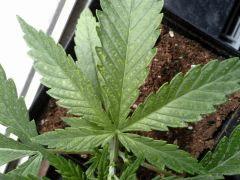 JDC Multi-Scrog C+15