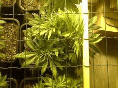 JDC Multi-Scrog C+32