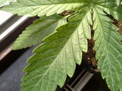 JDC Multi-Scrog C+15