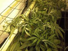 JDC Multi-Scrog C+48