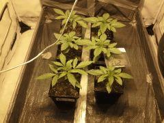 JDC Multi-Scrog C+15