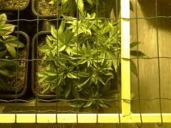 JDC Multi-Scrog C+32