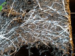JDC Multi-Scrog C+21