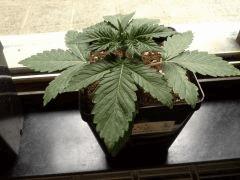 JDC Multi-Scrog C+15