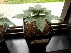 JDC Multi-Scrog C+15