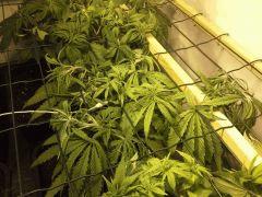 JDC Multi-Scrog C+48