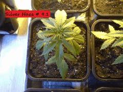 JDC Multi-Scrog C+21