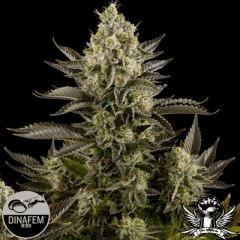 White Widow - Dinafem