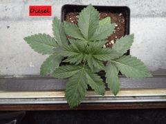 JDC Multi-Scrog C+15