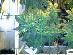 JDC Multi-Scrog C+40