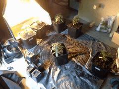 JDC Multi-Scrog C+21