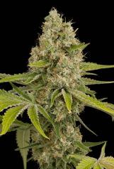 OG Kush - Dinafem